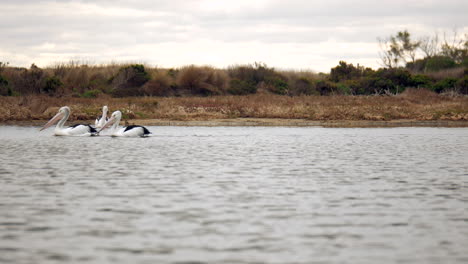 A-pair-of-large-Australian-pelicans-is-joined-by-another-as-they-swim-down-a-creek