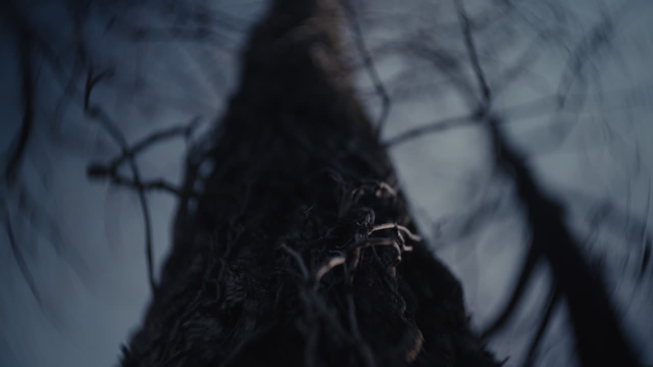 Close-up of a tree trunk and roots