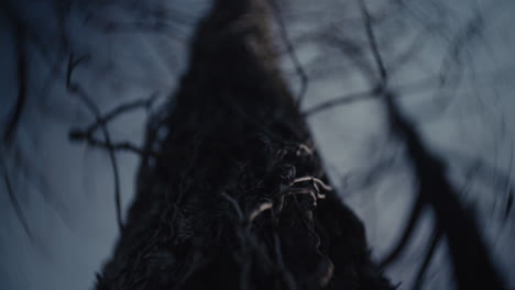 close-up of a tree trunk and roots