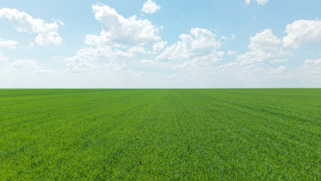 a cinematic drone shot flying low over vast green fields in bulgaria’s countryside, under clear blue skies with dramatic fluffy clouds.