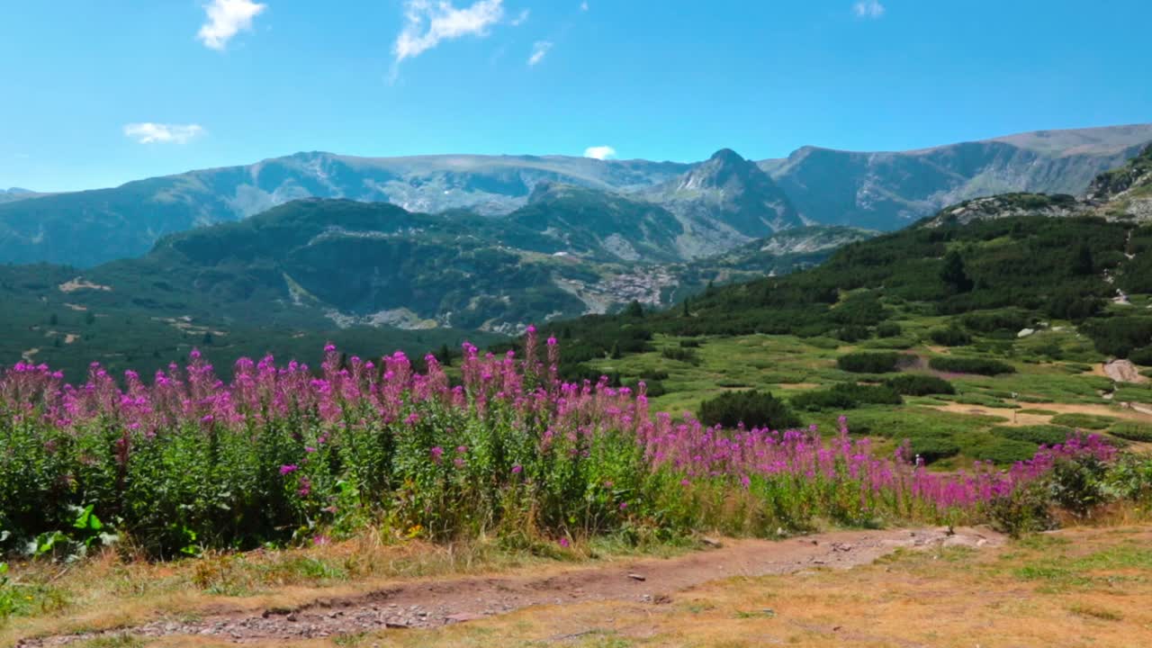 Landskap med rosa vildblommor och en stig i Rilabergen