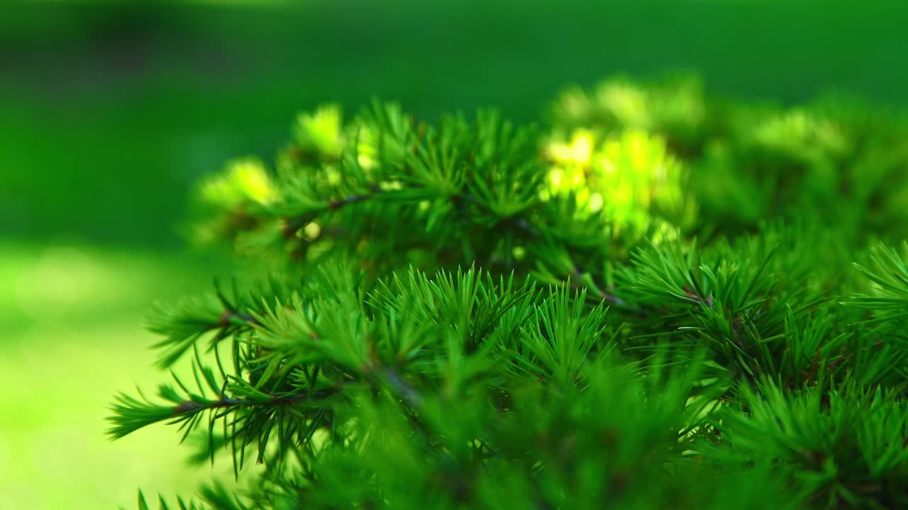 крупный план деревьев, цветов, ветвей, красивых зеленоватых растений в пильдамспаркене мальмё швеция