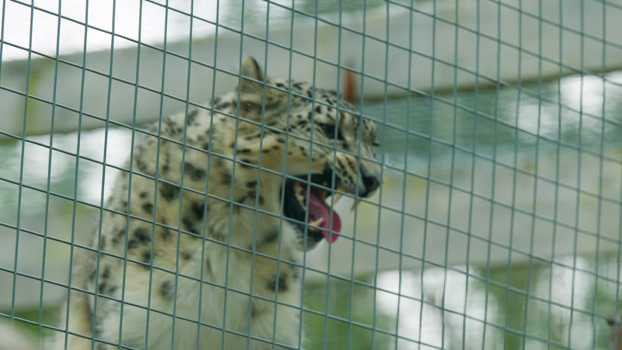 A snow leopard (Panthera uncia) stands behind a wire cage, opening its mouth wide in a roar, under soft natural daylight with a static camera angle