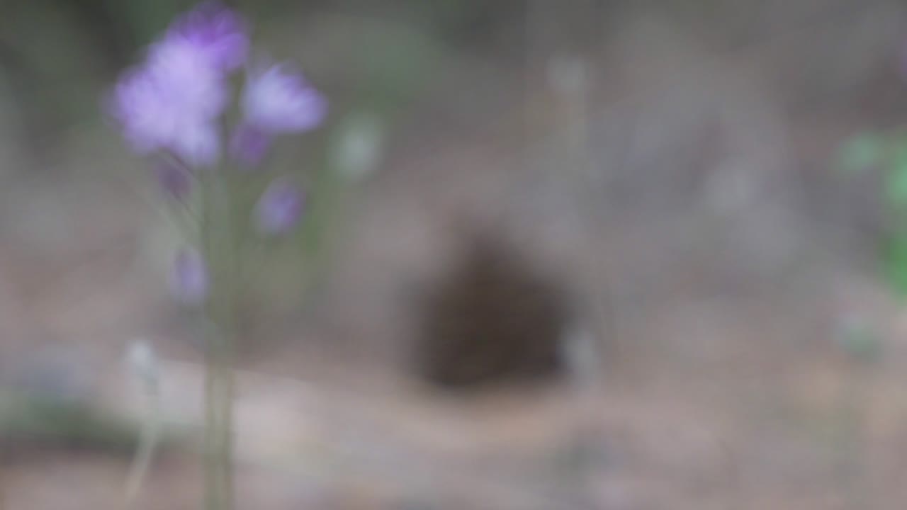 imágenes de un cono de pino aislado tendido en el suelo del bosque entre agujas de pino, enfocan una flor en primer plano