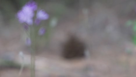 Footage-of-isolate-pine-cone-laying-on-the-forest-ground-amongst-pine-needles,-pull-focus-to-a-flower-in-the-foreground