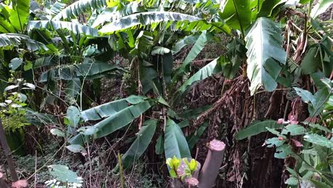 lentamente en el árbol del plátano
