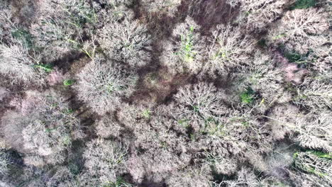 Aerial-birds-eye-view-rising-over-dead-winter-tree-forest-trail