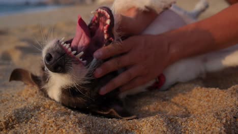 Close-up-of-exhausted-dog-laying-on-his-back-in-the-sand-and-playing-with-his-owner