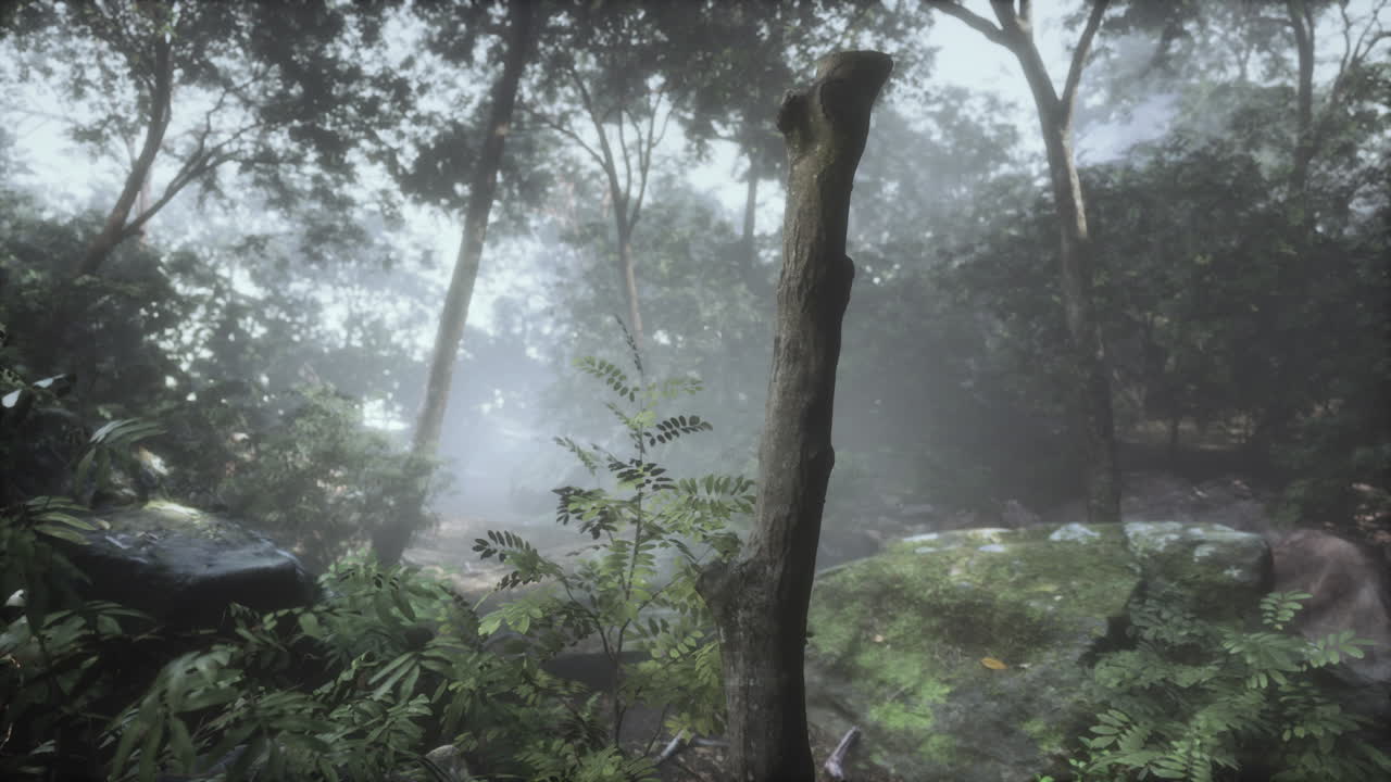 아침 일찍  ⁇ 빛이 넘치는 숲