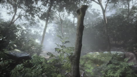 sunny forest early in the morning