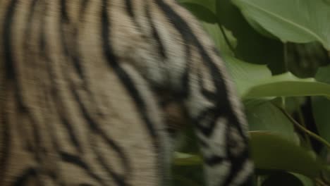 asian tiger striped on body, walking through frame