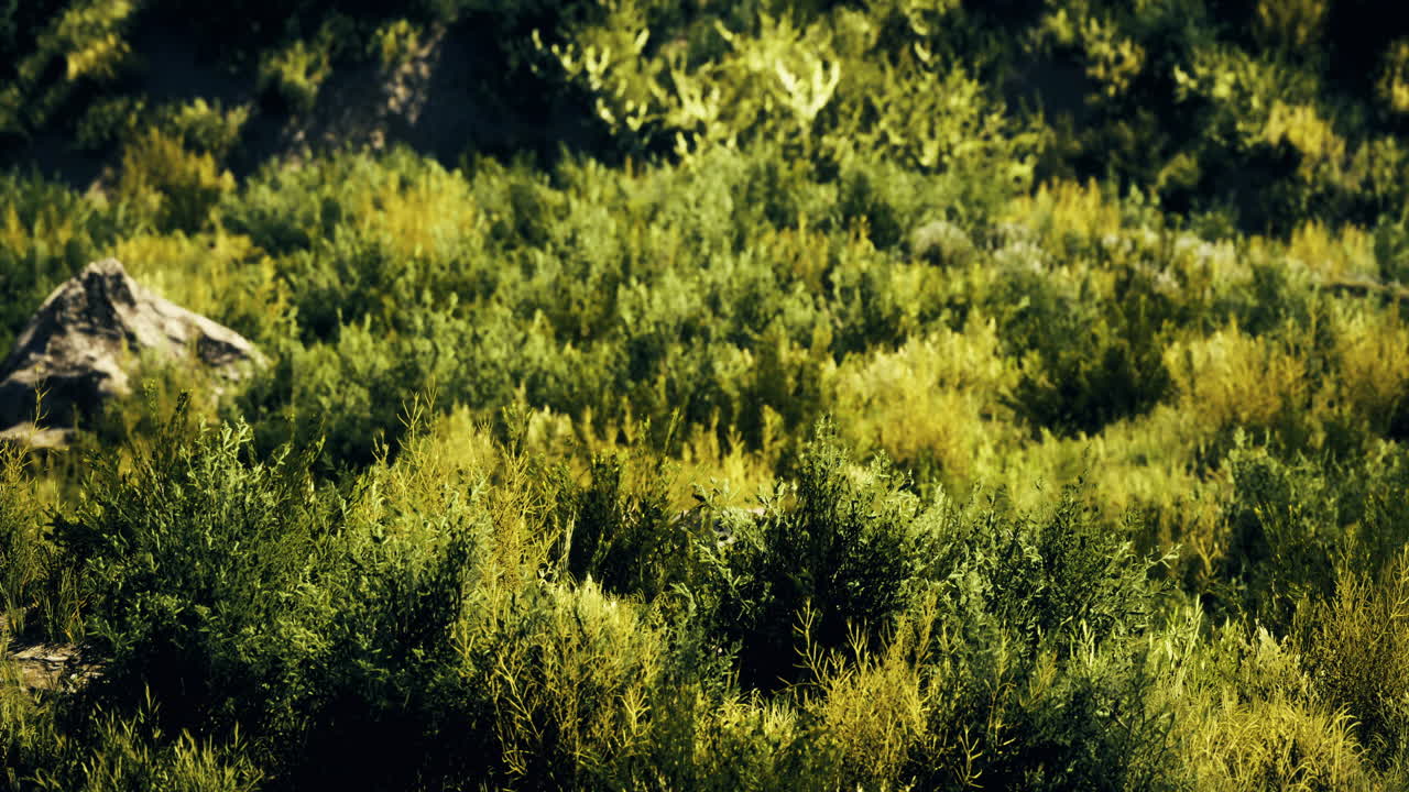 Lush green vegetation thriving in a vibrant natural landscape during daytime