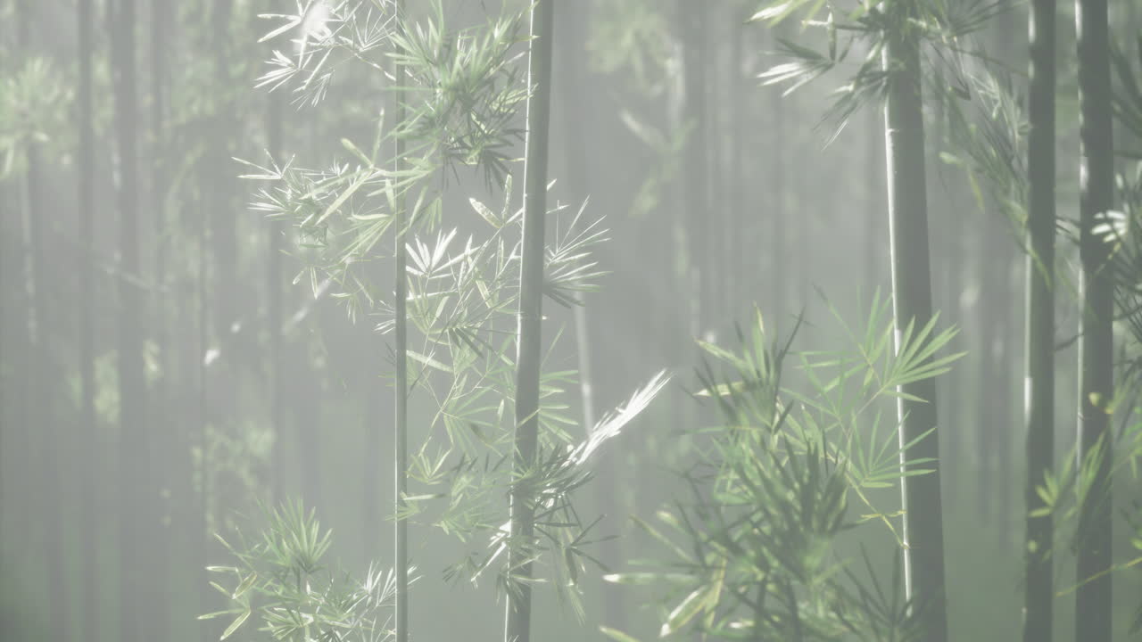 Bamboo forest filled with mist creating a serene and tranquil atmosphere