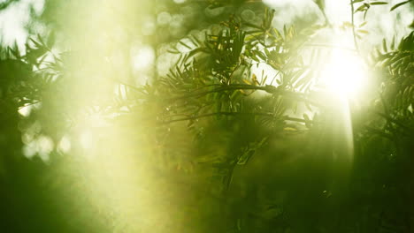 fondo de otoño de hojas de árboles y arbustos verdes susurrando suavemente en el viento con el atardecer encendiendo la lente en el fondo