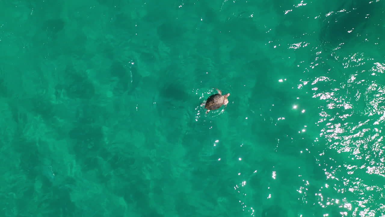 Marine conservation, dead turtle floating in sea, human rescue attempt, aerial