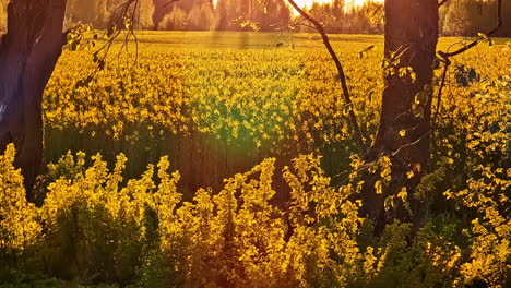 vibrant yellow rapeseed field and trees glowing in the evening light