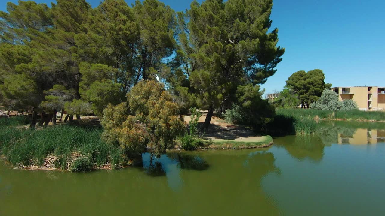 Un airone niveo osserva uno stagno dalle cime degli alberi lungo la riva del lago - orbita aerea
