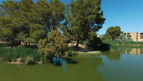 A-Snowy-Egret-looks-over-a-pond-from-the-treetops-along-the-lakeside---aerial-orbit