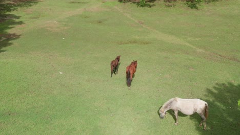 Wild-horses-graze-in-meadow.-View-from-above