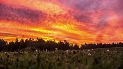 Eine-Bodennahe-Zeitrafferaufnahme-übersättigter-Orangefarbener-Und-Violetter-Fantastischer-Wolken,-Die-über-Schwarzen-Baumwipfeln-Schweben