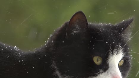 portrait of waiting cat with yellow eyes behind window under snowfall