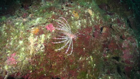 lionfish at night