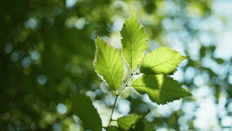 4k slow motion shot of a tree branch moving through the wind, with the leaves showing the sun light in the background