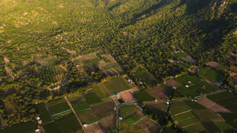 Campos-De-Cultivo-De-Uvas-Para-El-Negocio-Del-Vino-En-Vietnam,-Vista-De-Drones-De-ángulo-Alto