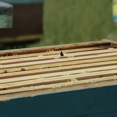 beekeeper at hive on an apiary. beekeepers at hive with honeycomb on summer, sunny day