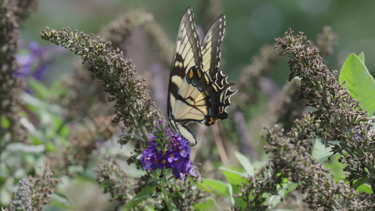 mariposa monarca polinizando la flor y se va volando