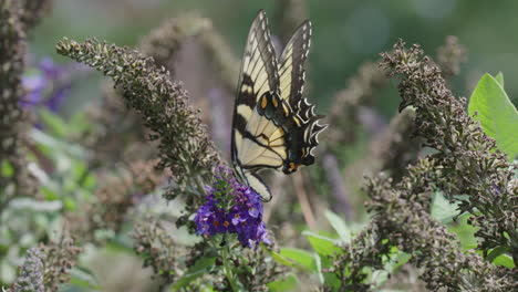 Monarch-Butterfly-Pollinating-Flower-and-Flies-Away