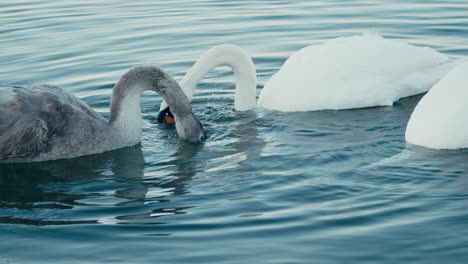 Grauer-Schwan-Zusammen-Mit-Einem-Höckerschwanpaar,-Das-Tagsüber-In-Den-Niederlanden-Unter-Dem-Wasser-Des-Flusses-Frisst