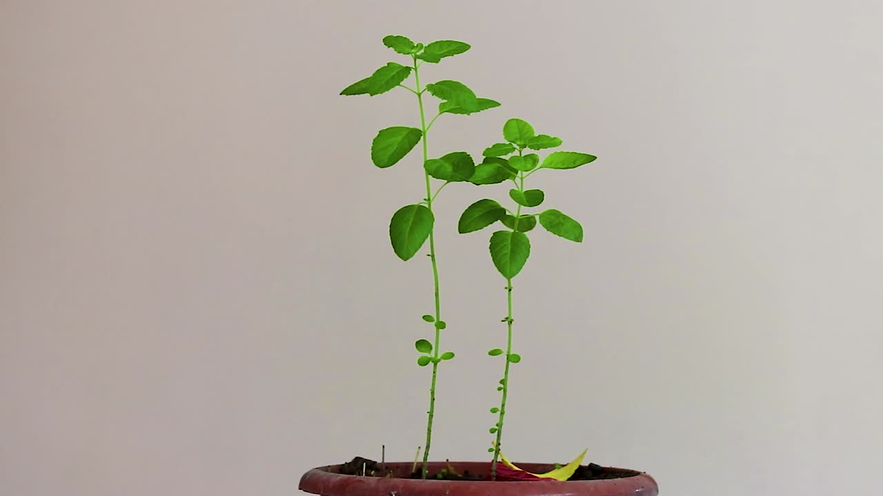 Albero sacro di Tulsi con sfondo bianco da prospettive uniche