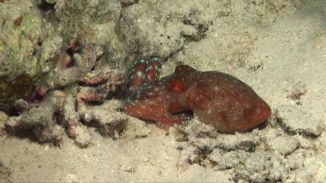 pulpo de noche estrellada arrastrándose hacia su madriguera en el arrecife de coral por la noche