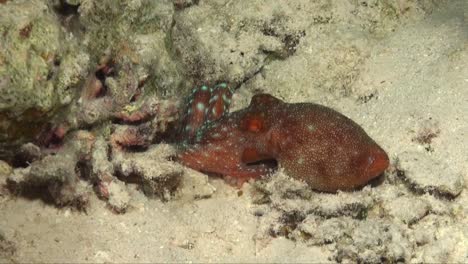 starry night octopus crawling into burrow on coral reef at night