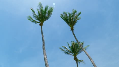 coconut palm trees bottom view