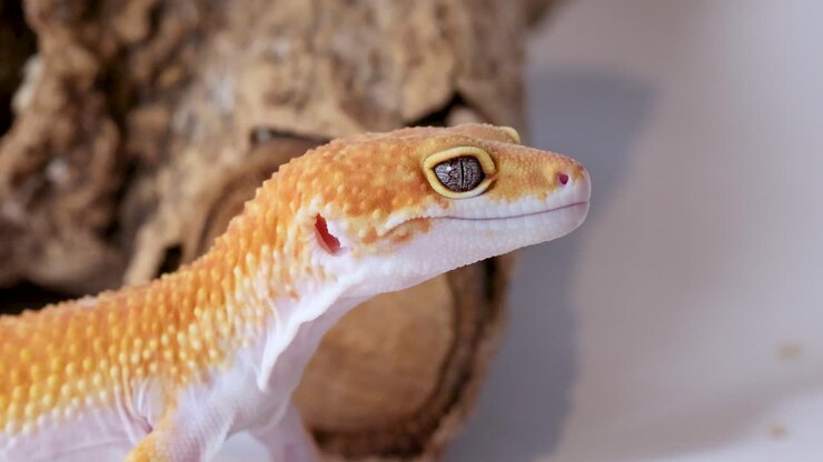 Close-up macro shot of a leopard gecko head in profile against a soft white background