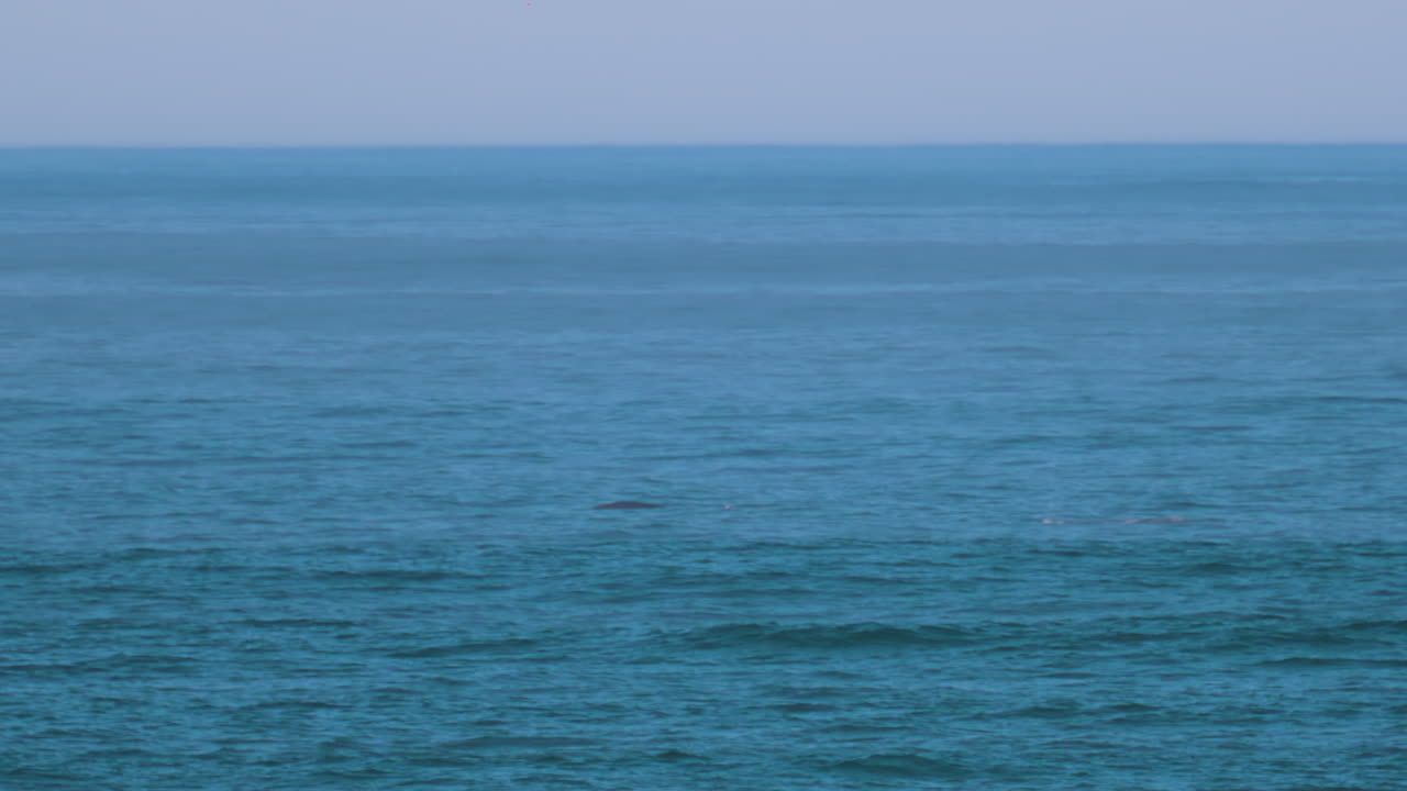 빅 서르 야생 동물 - 해안에서 남쪽으로 이동하는 회색 고래