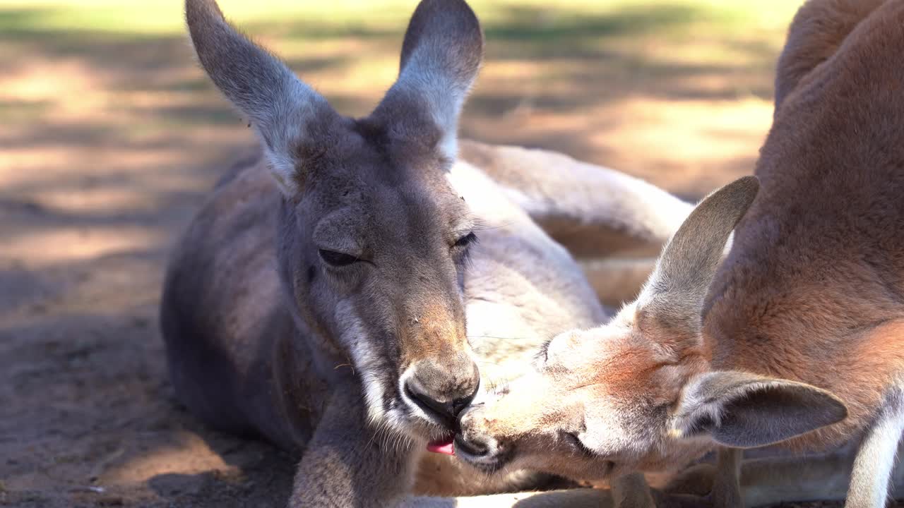 Social interaction between kangaroos in its natural habitat, mother and young child red kangaroo, macropus rufus, kissing, nuzzling and nose touching each other to form a bonding, close up shot