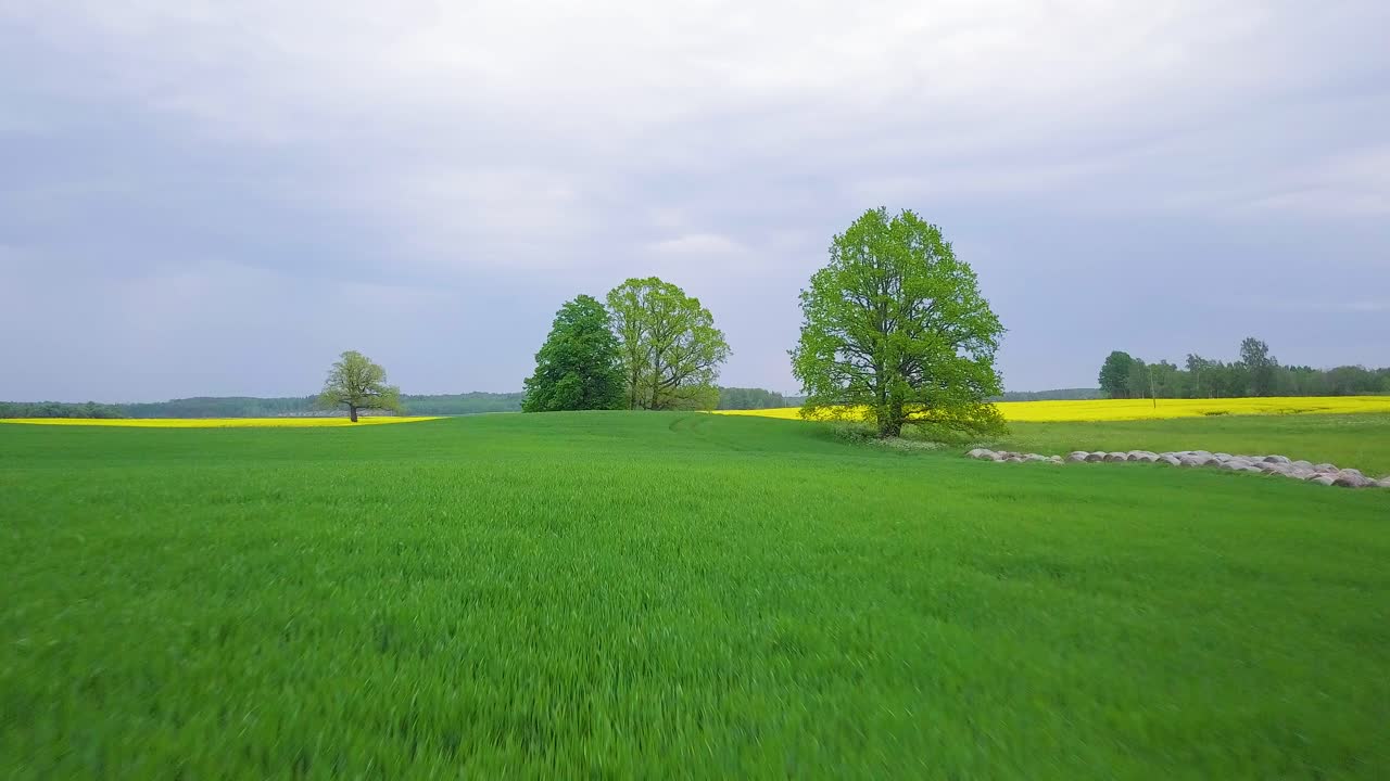 유채 꽃이 만발한 공중 비행, 무성한 노란색 카놀라 꽃 위로 날아가는 목가적 인 농부 풍경, 높은 신선한 녹색 오크 나무, 흐린 날, 넓은 드론 샷 앞으로 이동
