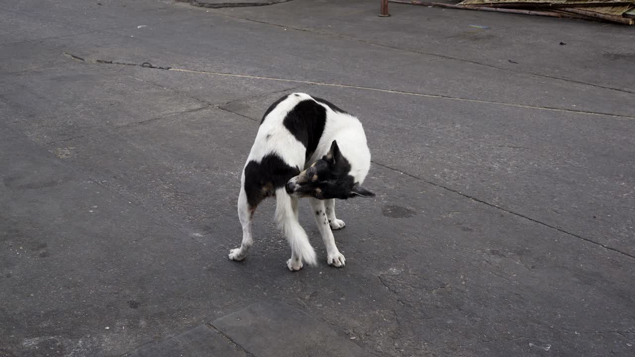 리를 는 길거리 개