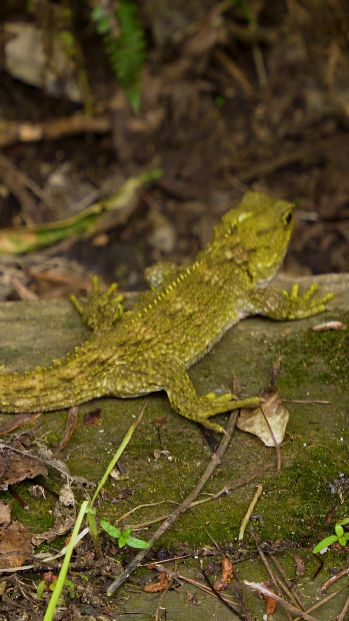 Antico rettile tuatara con cresta spinosa appollaiato su un tronco di legno in decomposizione nella foresta.