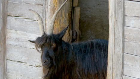 black nera verzasca goat with horns resting in barn,close up - 4k prores shot