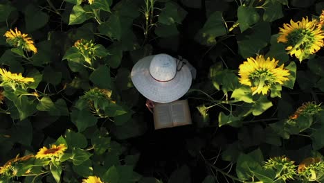 Una-Chica-Con-Sombrero-Blanco-Escondida-Entre-Girasoles-Lee-Un-Libro-En-Soledad,-Tomada-De-Arriba-Hacia-Abajo