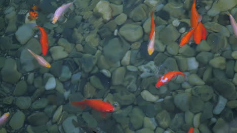 Peces-De-Carpa-Koi-De-Colores-Brillantes-Nadando-Y-Alimentándose-En-Un-Jardín-Acuático-Oriental,-Tiro-A-Cámara-Lenta