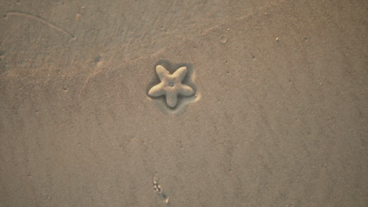 불가사리는 낮 동안 그 모양이 보이는 해변의 모래에 누워 덮여 있습니다.