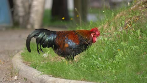 hermoso gallo alimentándose en el campo de hierba en 4k - plano medio portátil
