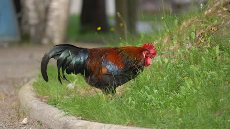 beautiful rooster feeding on grass field in 4k - handheld medium shot