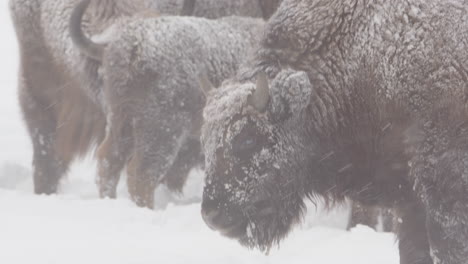 curious sight of european bison chewing bark off a stick in snowy landscape