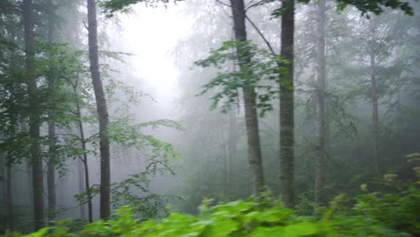 Nebliger-Wald.